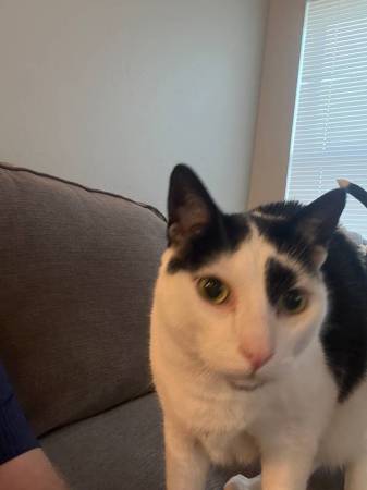Male Cat named Charlie 1