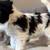 Yorkie/ Toy Poodle Puppies Rehome/ Adoption 1 thumbnail