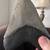 Fossil Shark Tooth Sale Every Day from 1-5pm in Turlock 1 thumbnail