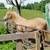 3 year old mare 2 thumbnail