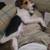 Rehoming Jack Russell Parson 15 thumbnail