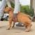 micro american bully 3 thumbnail