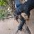 Rottie German shepherd mix 3 thumbnail