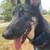 German shepherd Mix 3 thumbnail
