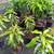 FRUIT TREES FROM $15 2 thumbnail