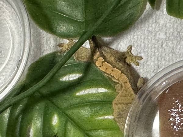 Crested Geckos (Grayson)63739455743233122