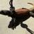 Chuckwalla 1 thumbnail