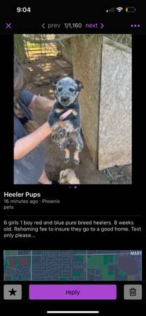 PSA DO NOT BUY THESE PUPPIES !!! (Phoenix)64007248066050120