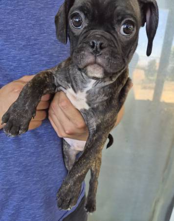 FRUG PUPPIES (Palmdale)63893601606787124