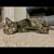 Cats for sale -Kiki & Lucky 9 thumbnail