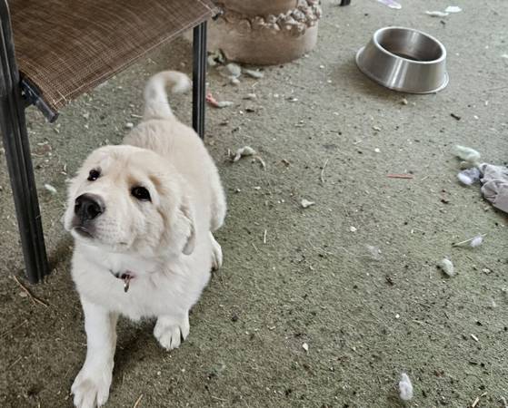 Great Pyrenees mix (Bliss)565081834846965761