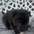 Chow chows 13 thumbnail