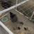 Easter Egger Laying Hens and Silkies 7 thumbnail