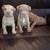 XL American Bully PUPPIES 2 thumbnail