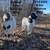 Nubian Savanna/Kiko Billy goat 1 thumbnail