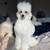 Toy Poodle 1 thumbnail