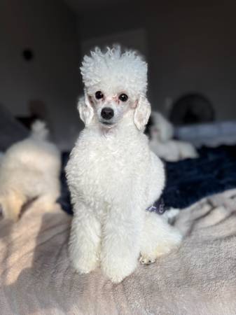 Toy Poodle 1