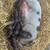 Mini Potbelly Piglets 4 thumbnail
