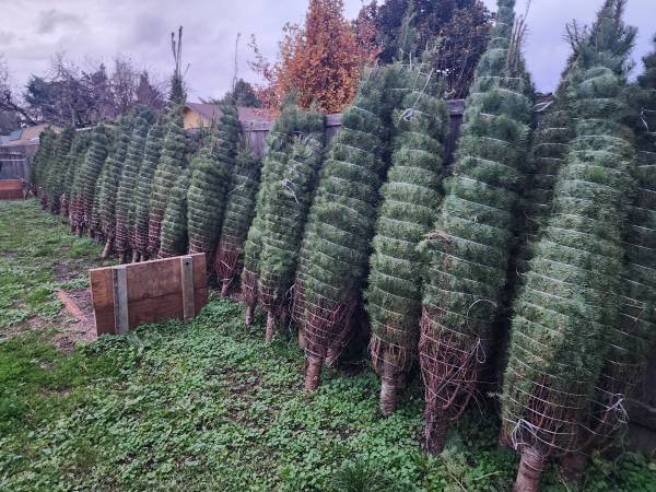 $35 CHRISTMAS TREES FOR SALE 1