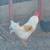 Rooster 1 thumbnail