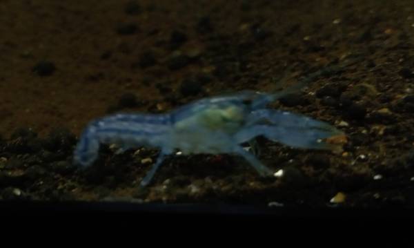 Dwarf Blue Crayfish (Norton Shores)63910107246083121