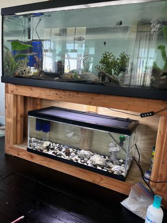 Cichlids and guppys rehome w/ tanks 1