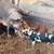 Feeder pigs 1 thumbnail