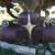 Old Dodge Truck Grille / Fenders 2 thumbnail