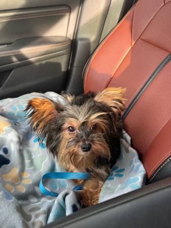 Lost yorkie last seen in Ludlow near Randalls farm (Ludlow)64164158005635120