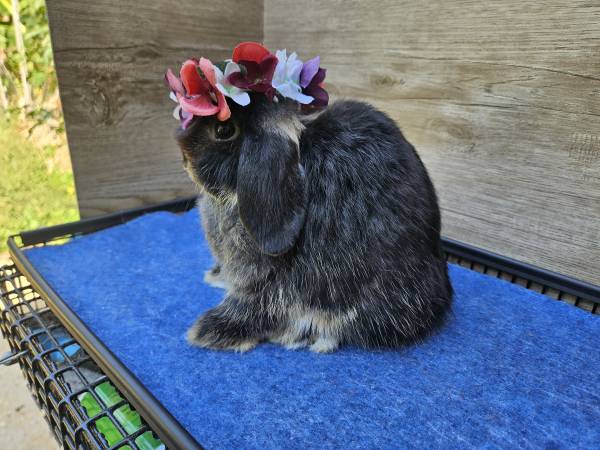 Black Otter Holland Lop (Conyers)63881506130947122