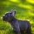 Blue Male Puppy French Bulldog 4 thumbnail