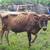1 yr old bull 3 thumbnail