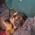 German Shepherd/Pitbull puppies 1 thumbnail