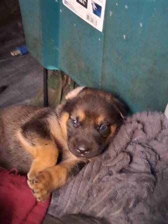 German Shepherd/Pitbull puppies 1