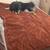 Lost poofy Dog 3 thumbnail