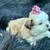 Mini Auss-Tzu pups for sale 7 thumbnail