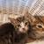 Kitties desperately need homes! 7 thumbnail