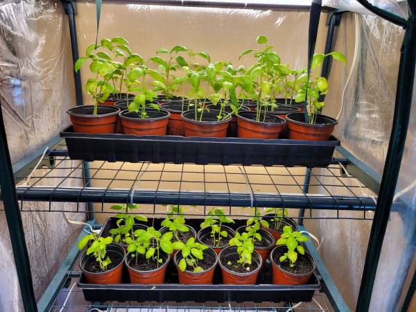 Basil 1