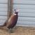 Ringneck pheasant flight ready 2 thumbnail
