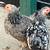 Laying Hens for Sale 2 thumbnail