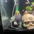 Live Axolotl 2 thumbnail