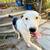 Sweet Pup 3 thumbnail