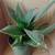 Birdnest Sansevieria House Plant #6 2 thumbnail