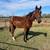Grade Gelding 1 thumbnail