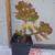 Assorted  plants/succulents/aloe vera/jade 3 thumbnail