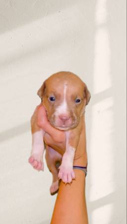 Amstaff pups (Mobile Al)63920391335682121