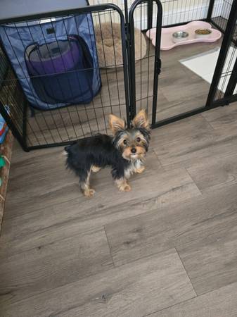 Rehome yorkie puppy (Marysville)63679254910849121