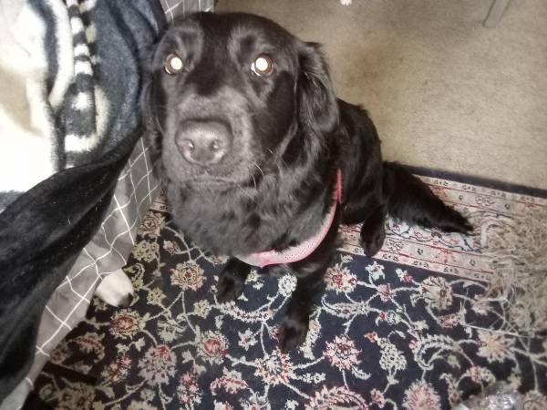 Reubicación de un labrador negro