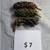 Ancient Succulent Haworthia "African Pearls" Cuttings, ROOTED. 3 thumbnail