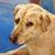 Fine Art Pet Portrait 3 thumbnail